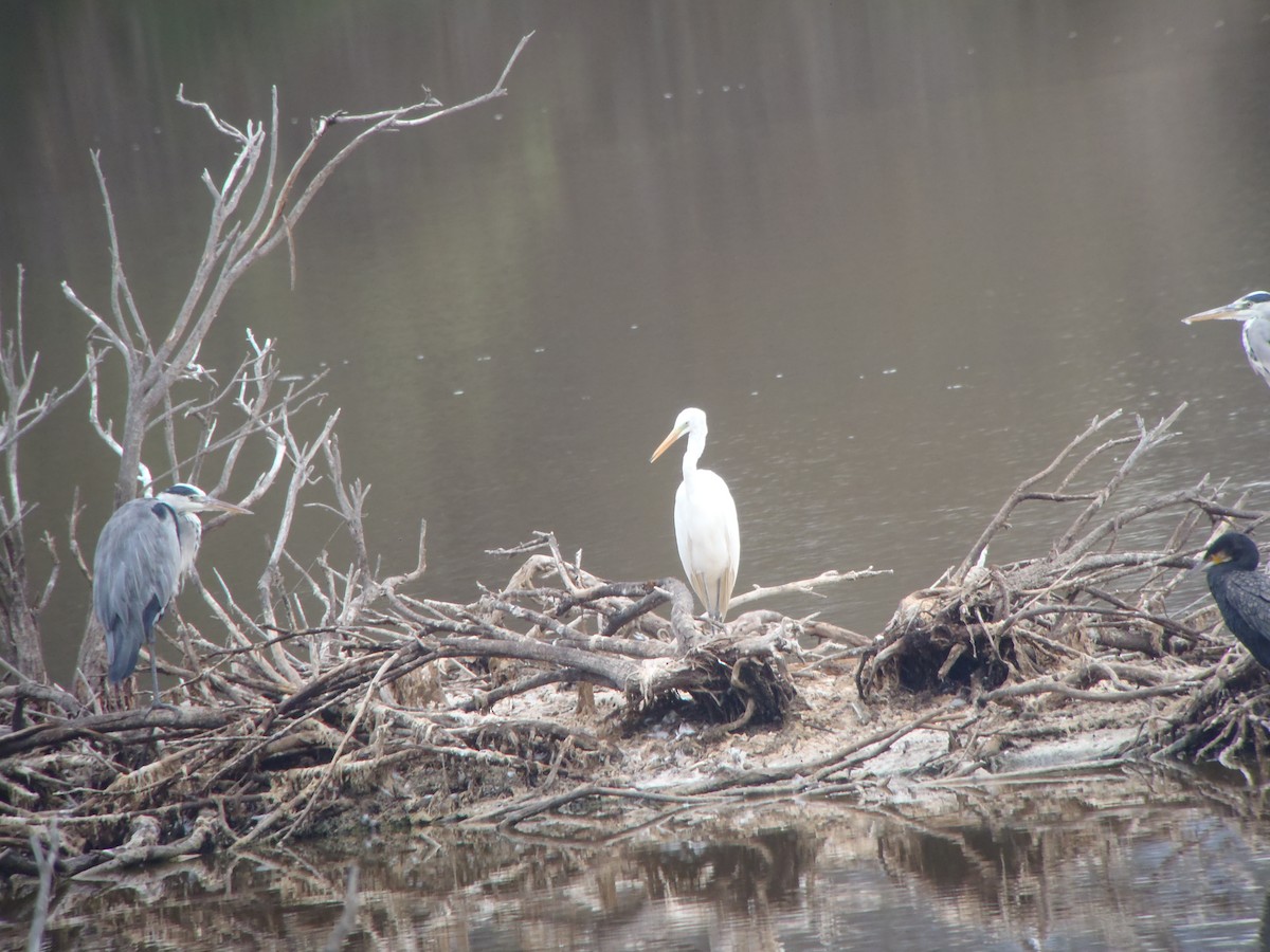 Great Egret - ML71651851