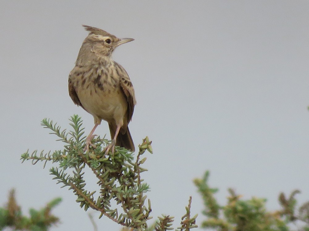 topplerke (cristata gr.) - ML71652381