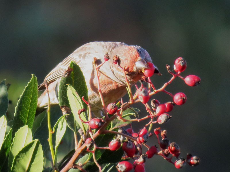 House Finch - ML71652461