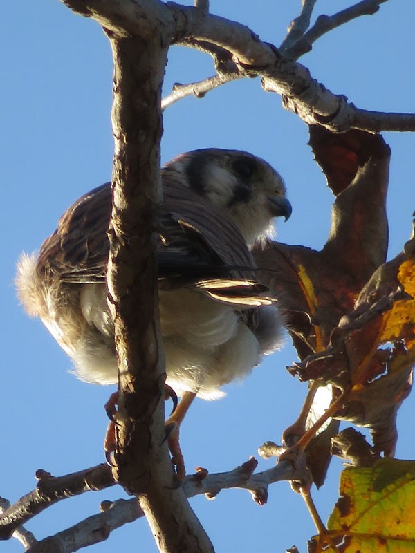American Kestrel - ML71652511