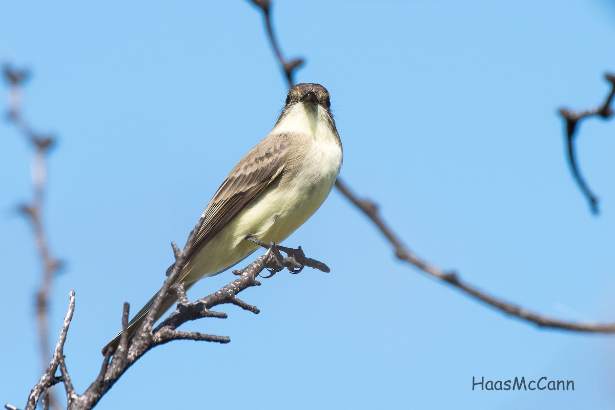 Eastern Phoebe - Suzie McCann