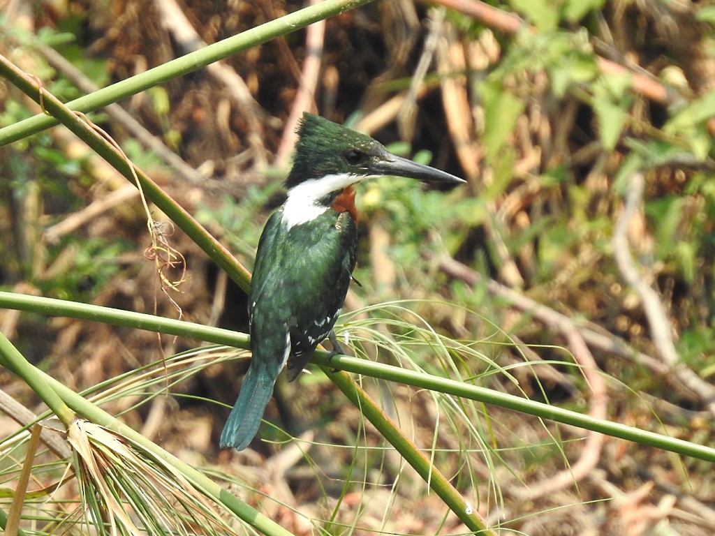 Green Kingfisher - ML71653591