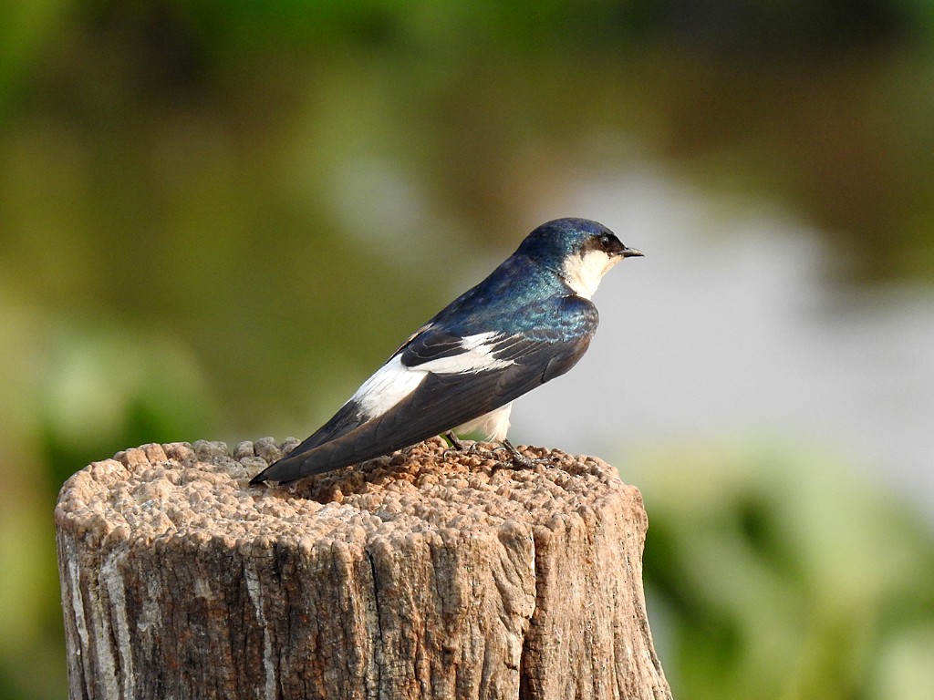 White-winged Swallow - ML71654901
