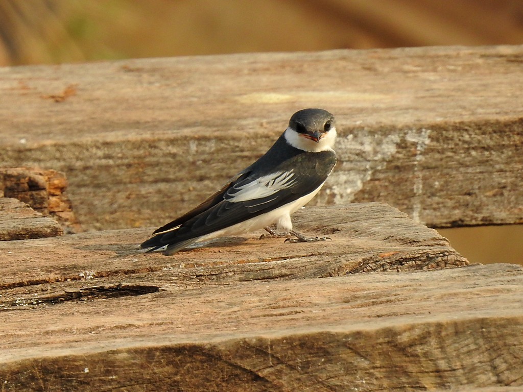 White-winged Swallow - ML71654911