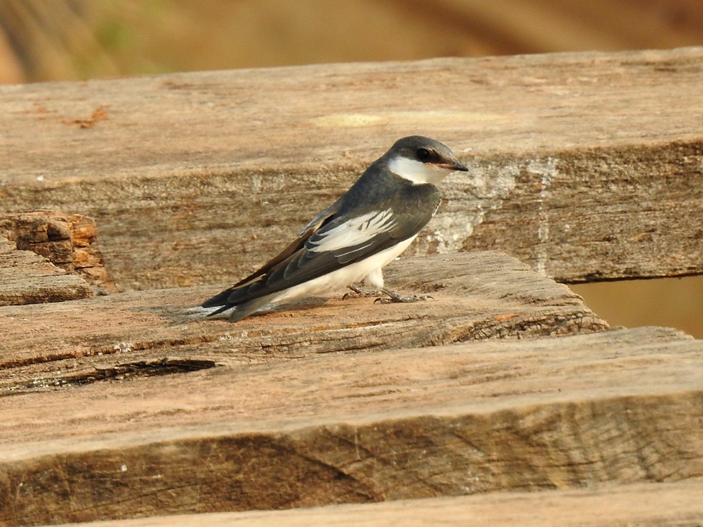 Hirondelle à ailes blanches - ML71654921