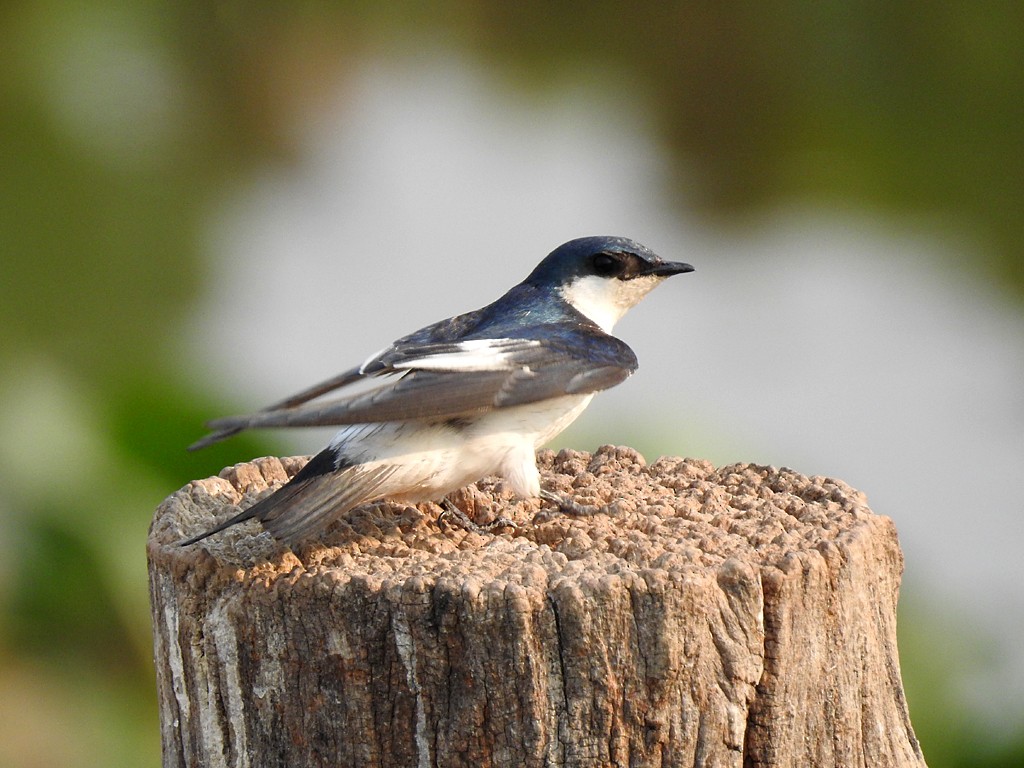 Hirondelle à ailes blanches - ML71654931