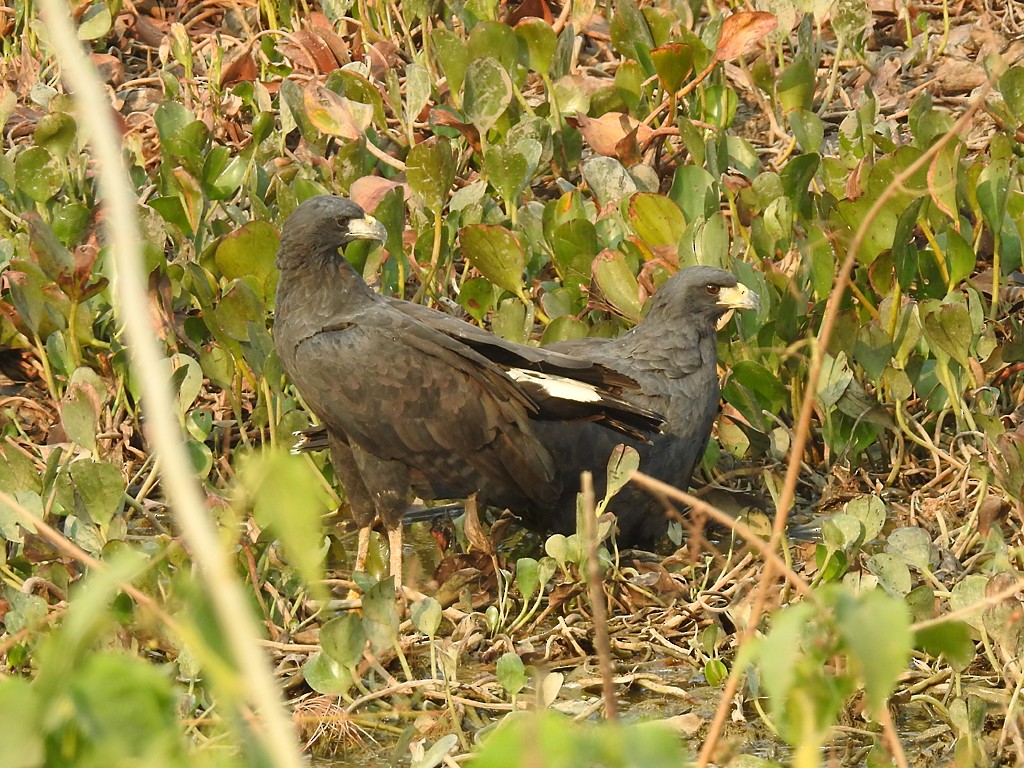 Great Black Hawk - ML71655141