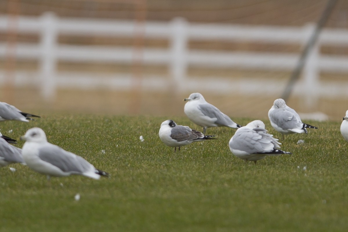 Franklin's Gull - ML71655331