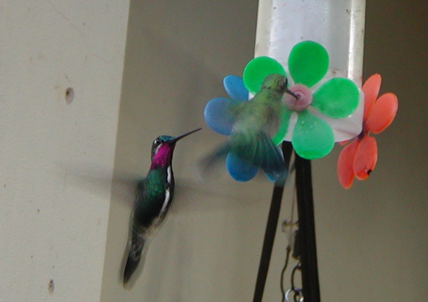 kolibřík fialovolímcový - ML71658141
