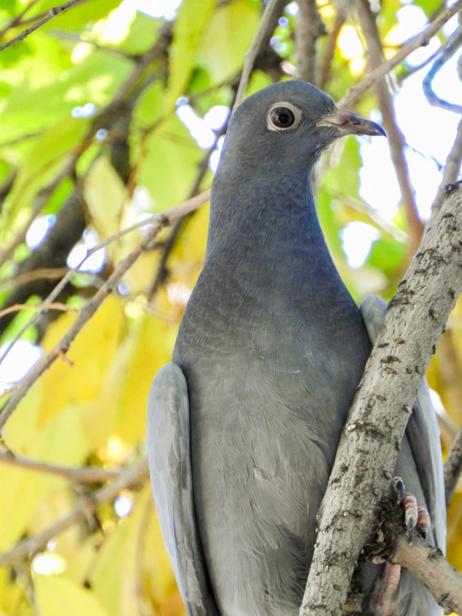 Band-tailed Pigeon - ML71659581