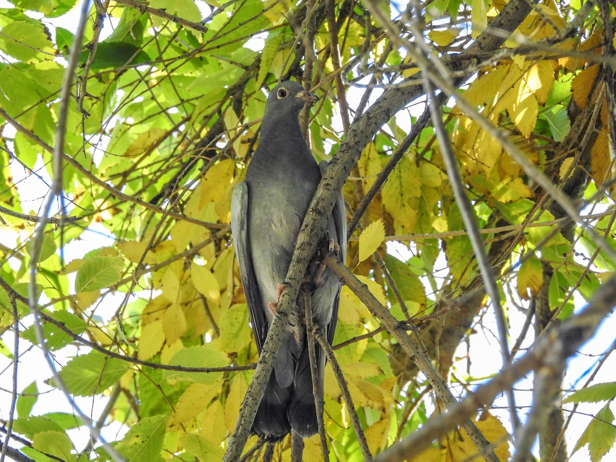 Band-tailed Pigeon - ML71659661