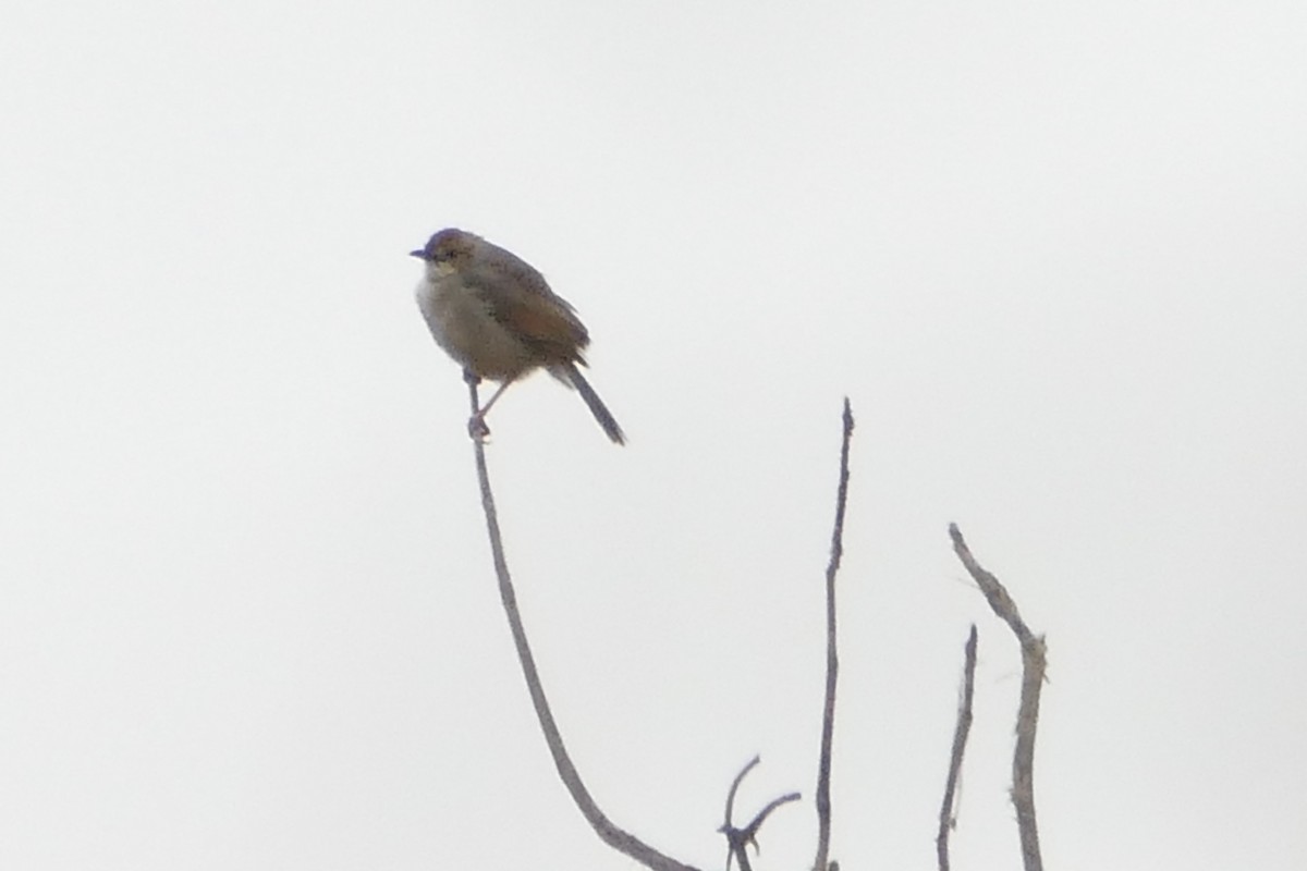 Bubbling Cisticola - Peter Kaestner