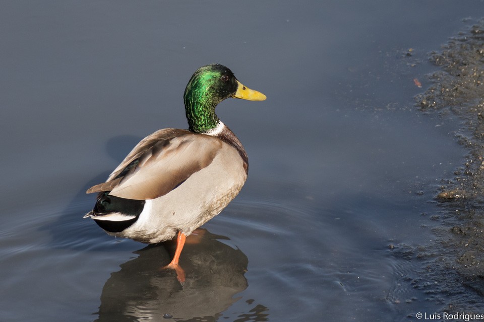 Mallard - ML71660141