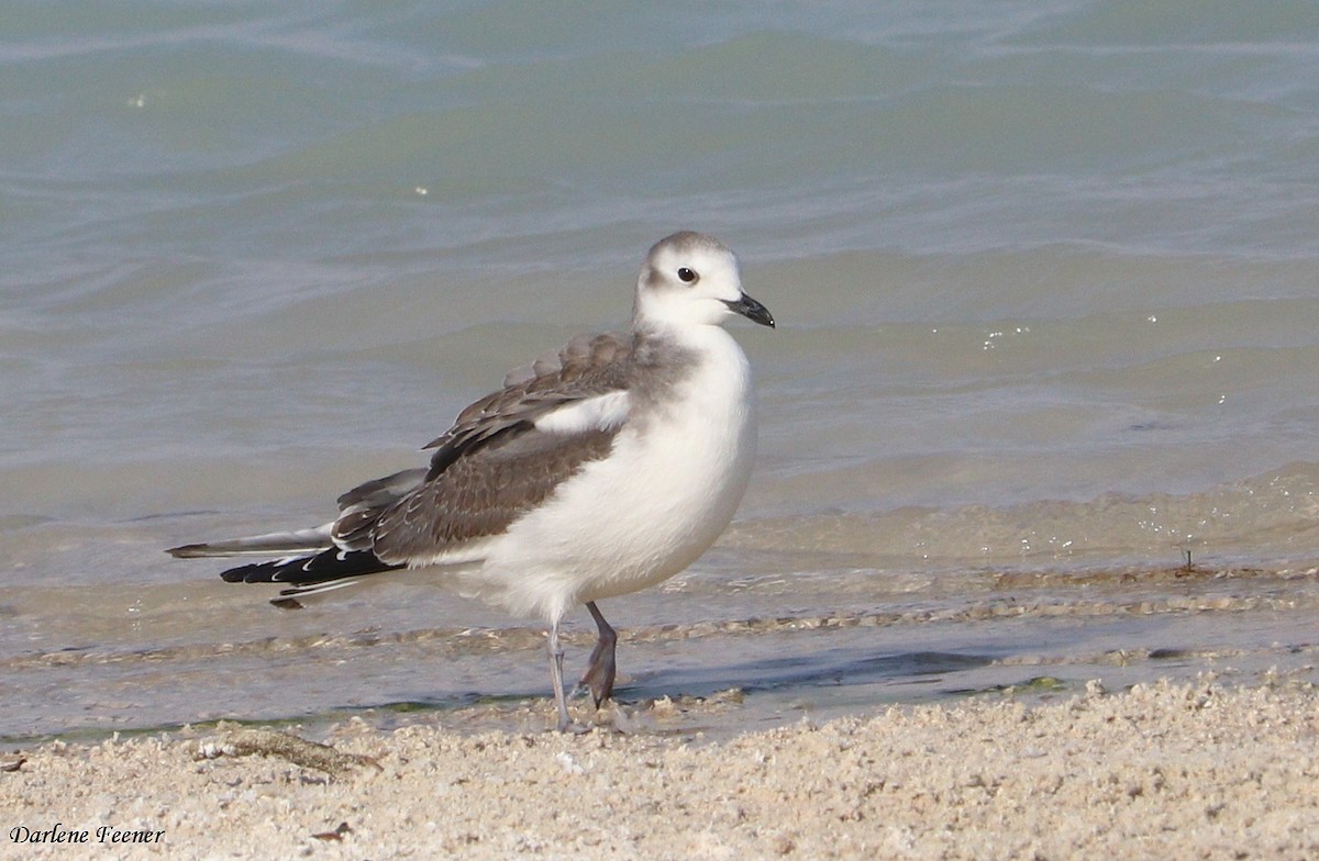 Sabine's Gull - ML71660181