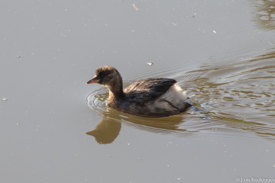 Little Grebe - ML71660211