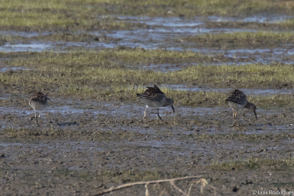 Kampfläufer - ML71660301