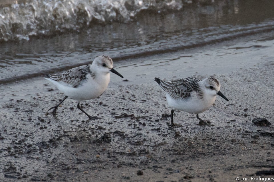 Sanderling - ML71660371