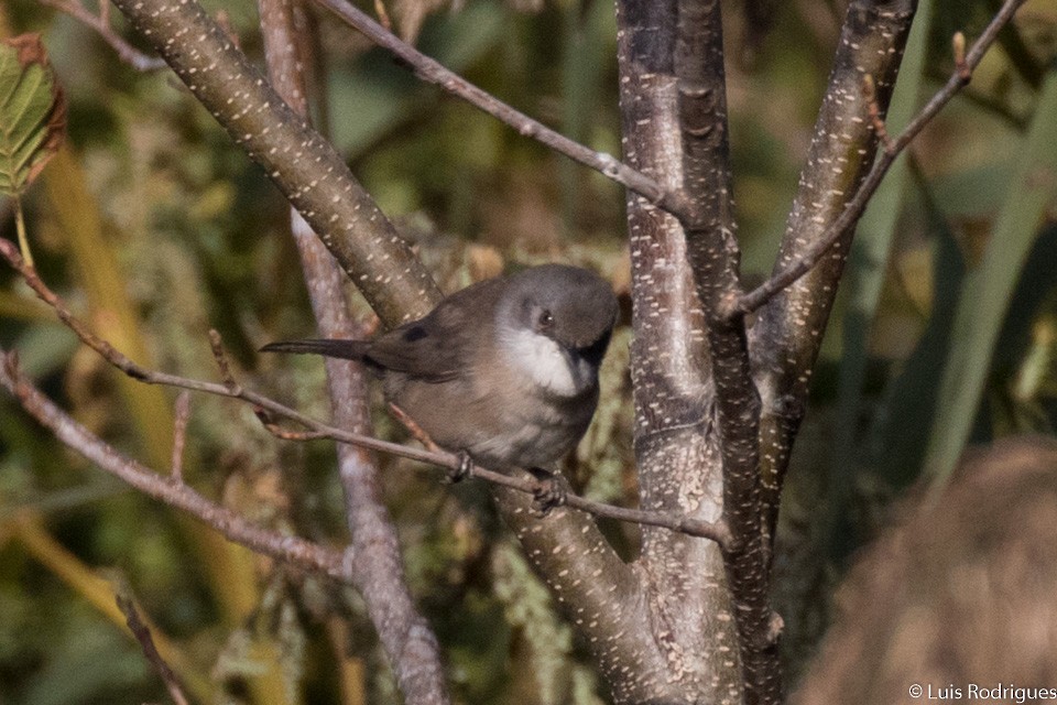 Sardinian Warbler - ML71660791