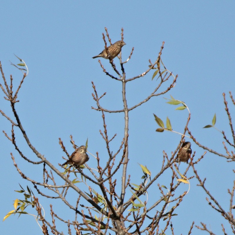 Eurasian Linnet - ML71661191