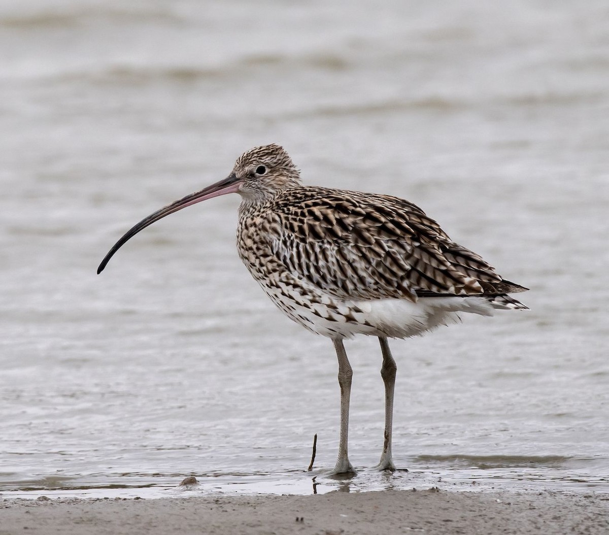 Eurasian Curlew - Kai Pflug