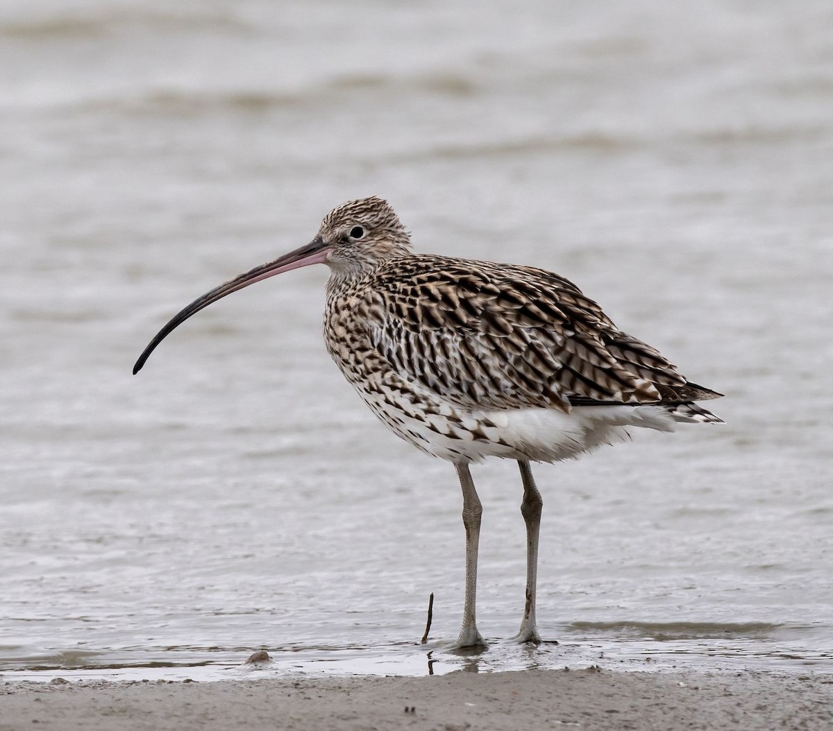 Eurasian Curlew - ML71662071