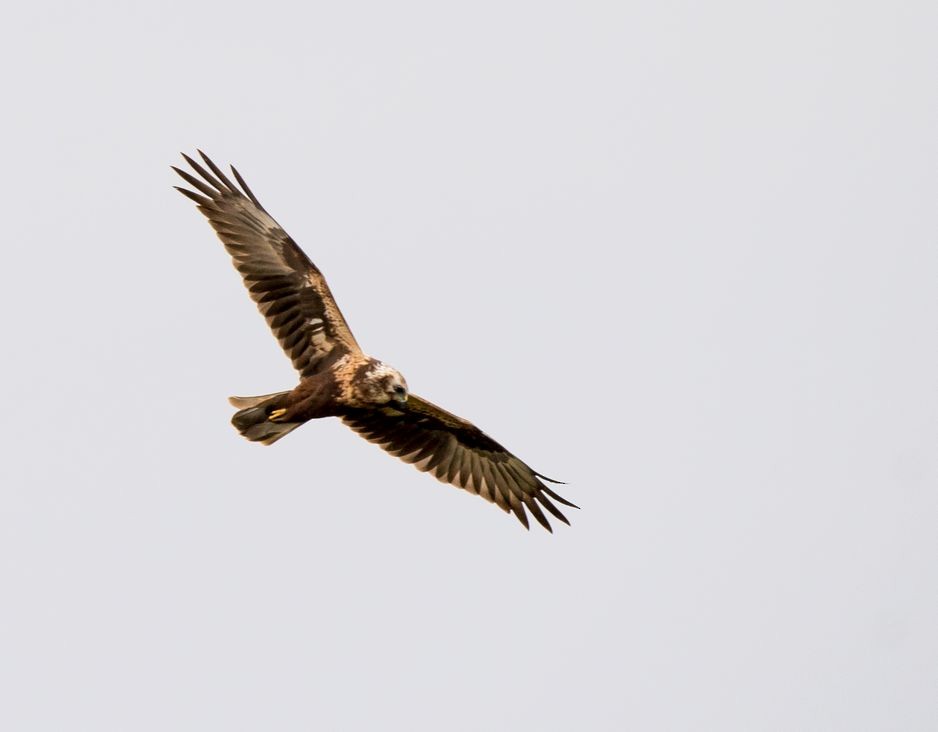 Eastern Marsh Harrier - ML71662211