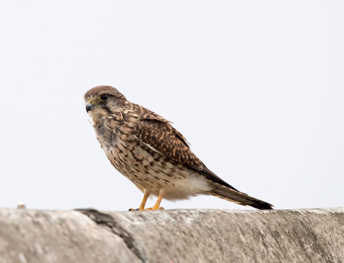 Eurasian Kestrel - Kai Pflug