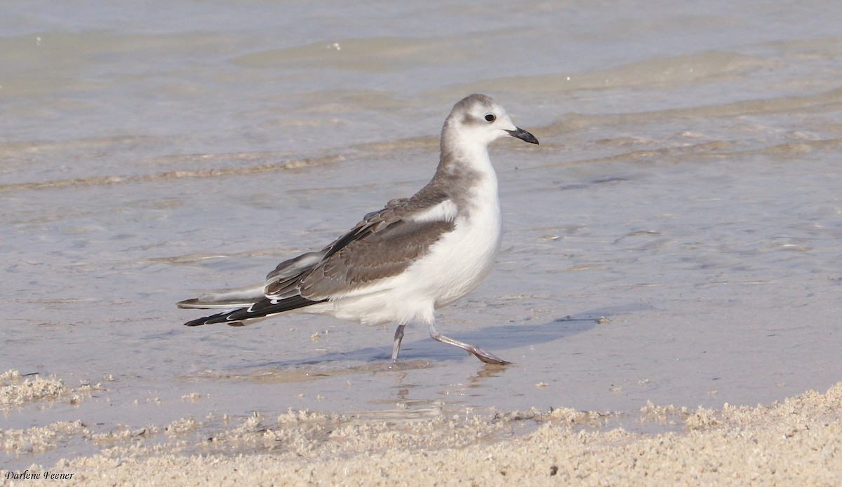 Sabine's Gull - ML71662231