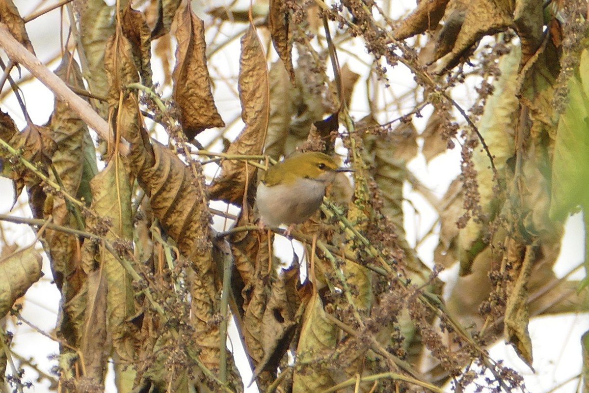 Yellow-browed Camaroptera - ML71662251