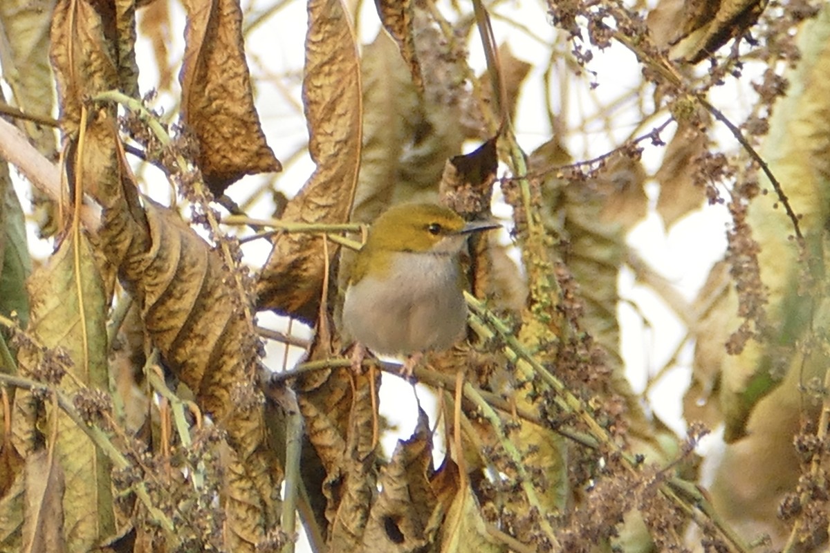 Yellow-browed Camaroptera - Peter Kaestner