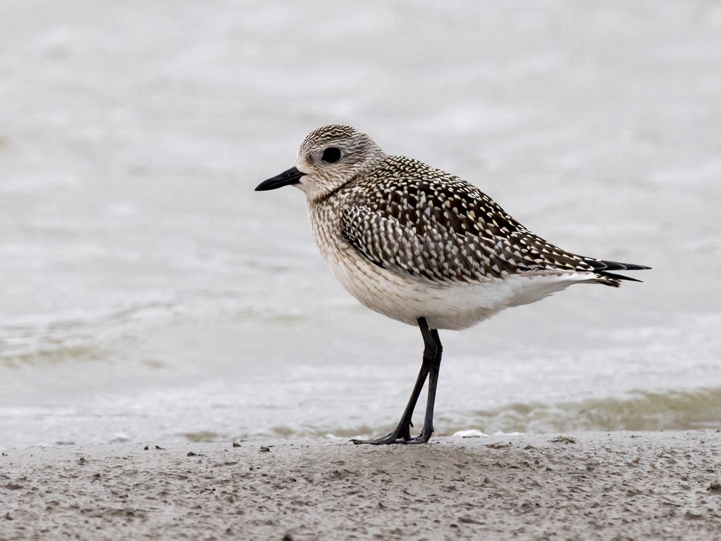 Black-bellied Plover - ML71662341