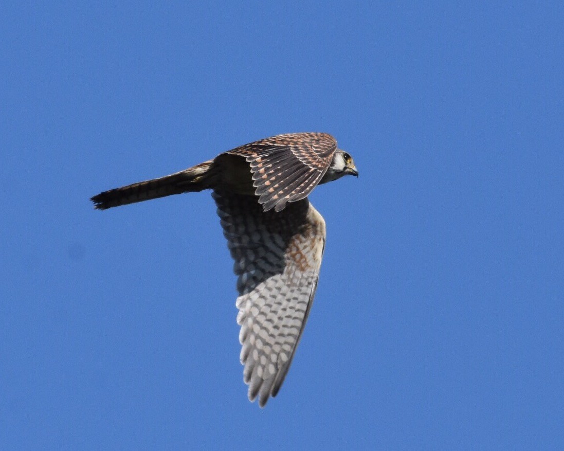 American Kestrel - ML71662441