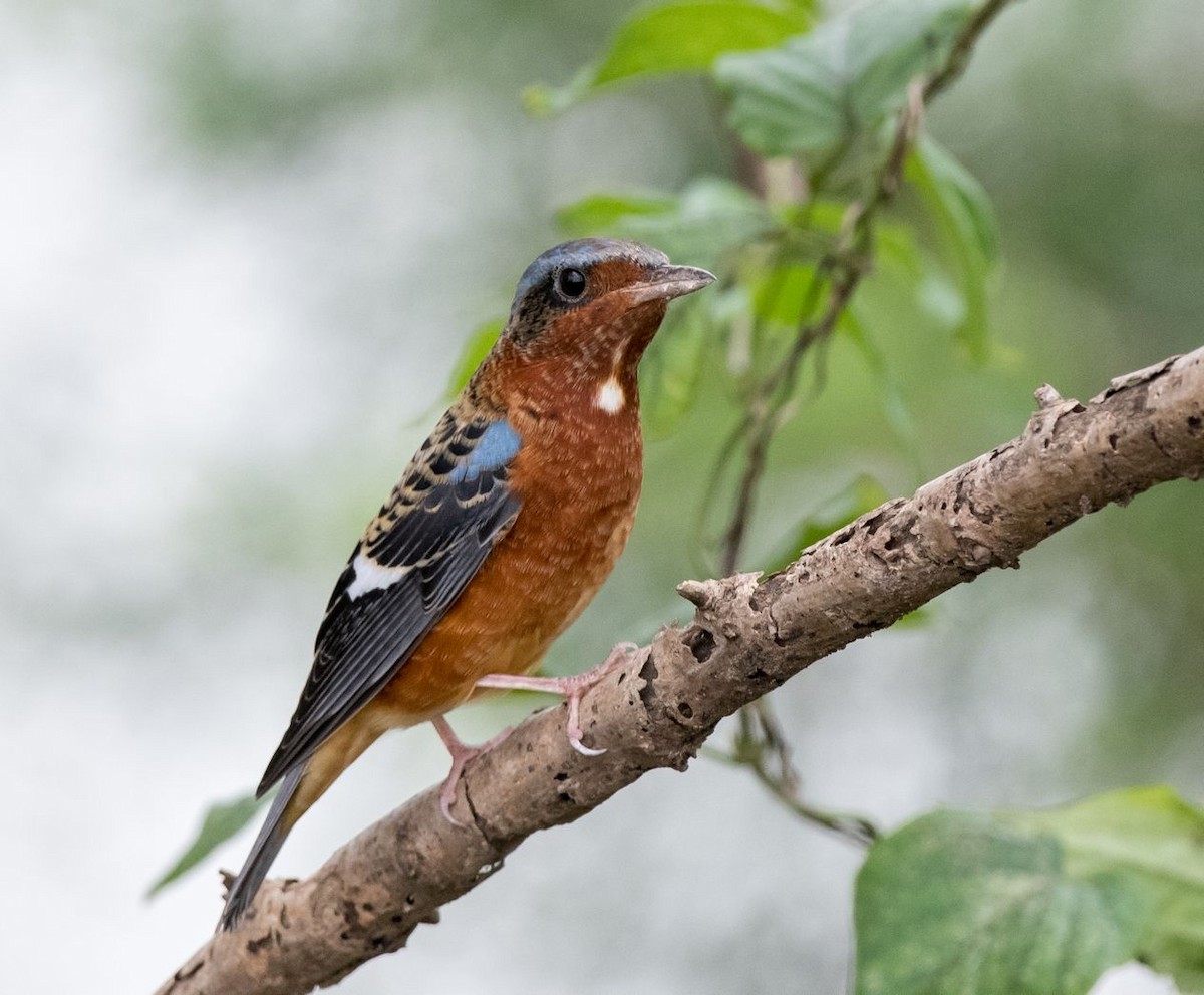 White-throated Rock-Thrush - ML71662491