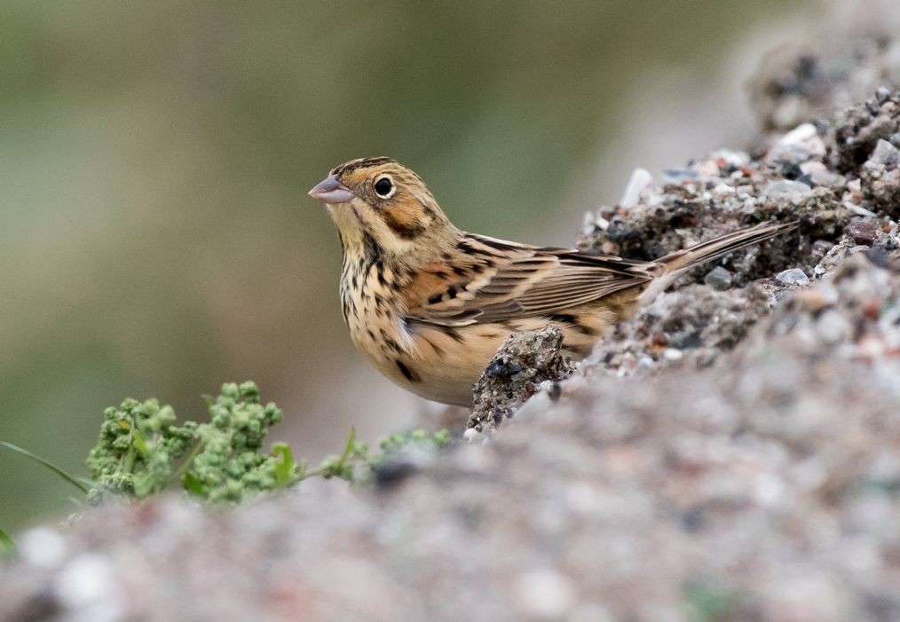 Chestnut-eared Bunting - ML71662591