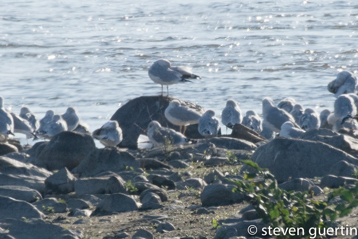 Short-billed Gull - ML71663211