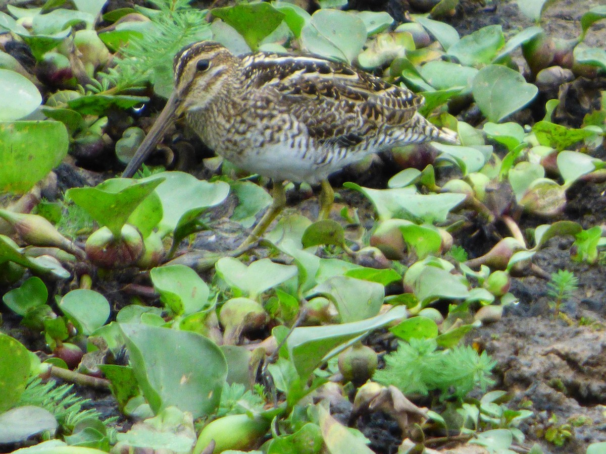 Pantanal Snipe - ML71663321