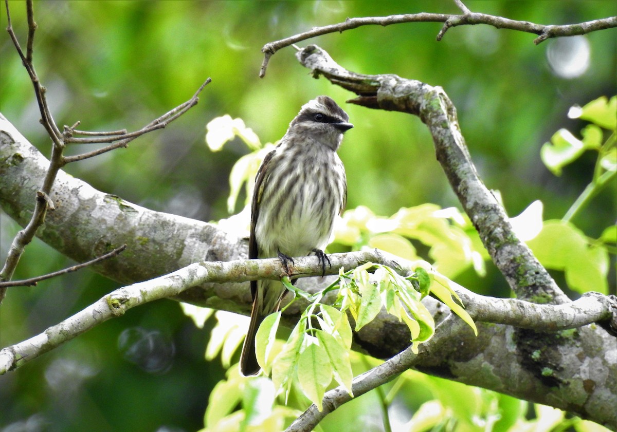 Variegated Flycatcher - ML71663471