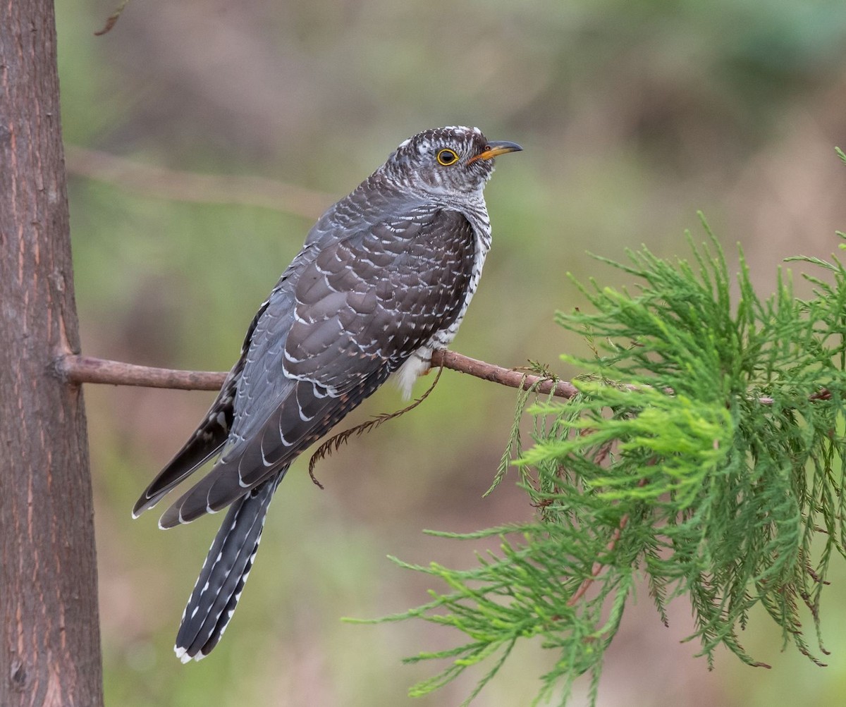 Зозуля Cuculus sp. - ML71663631