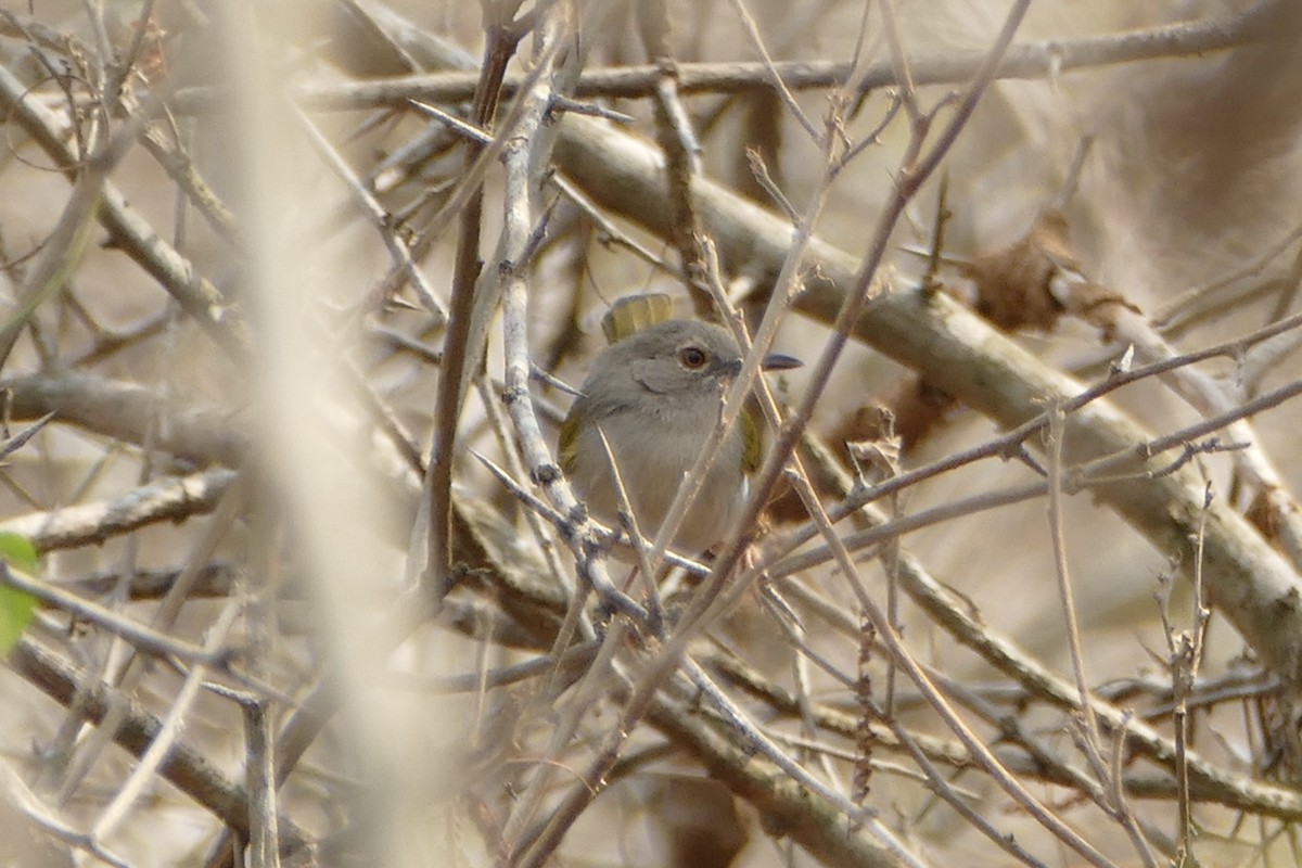 Hartert's Camaroptera - ML71664051