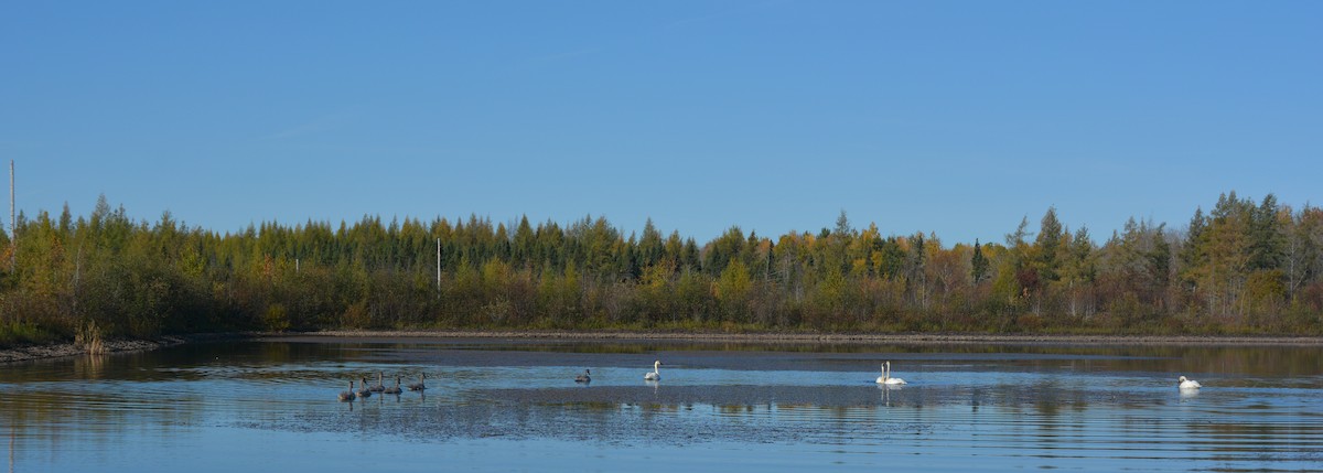 Cygne trompette - ML71664111