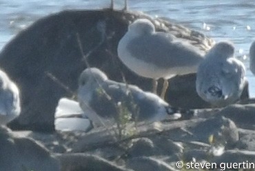 Short-billed Gull - Steven Guertin