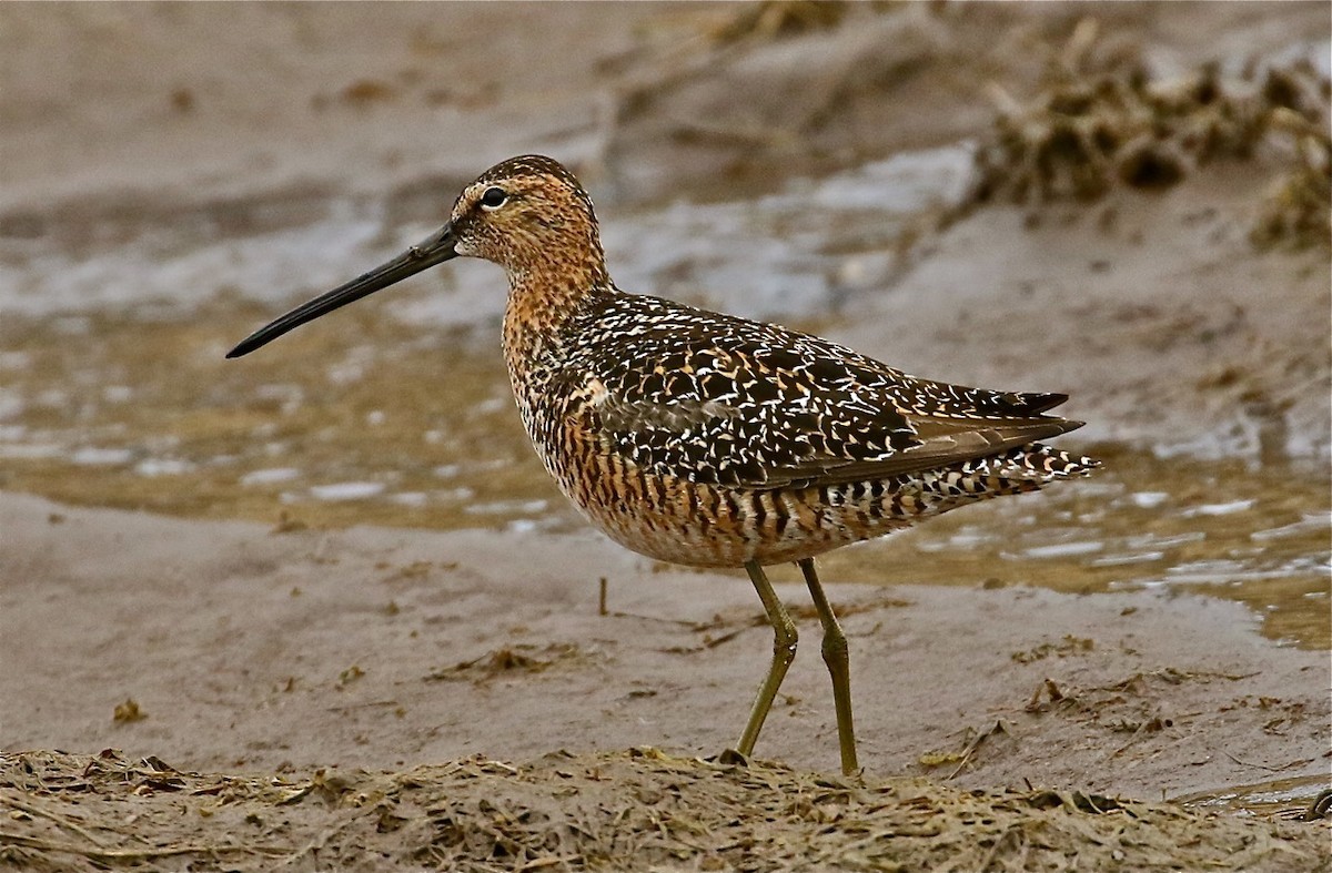 Bécassin à long bec - ML71665031