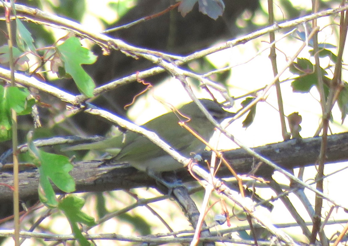 Rotaugenvireo - ML71665951