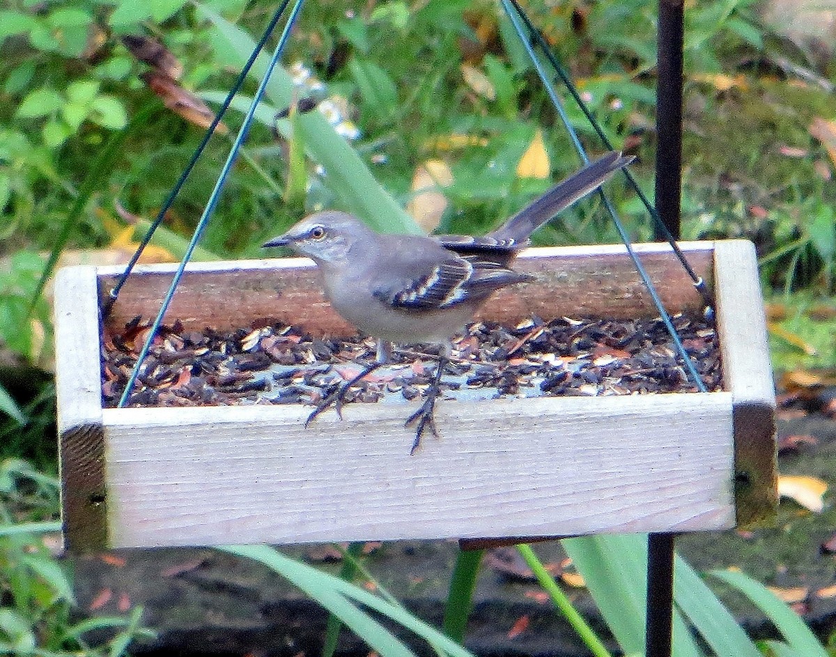 Northern Mockingbird - ML71666591