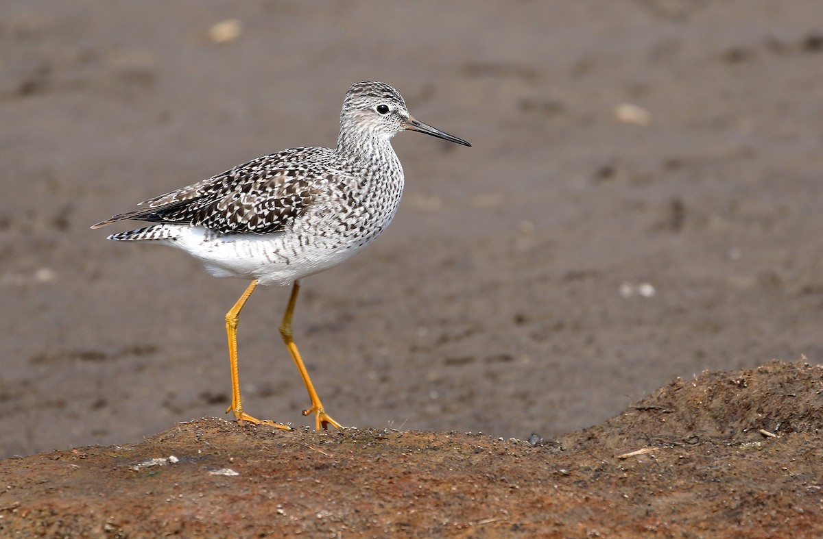 Lesser Yellowlegs - Simon Buckell