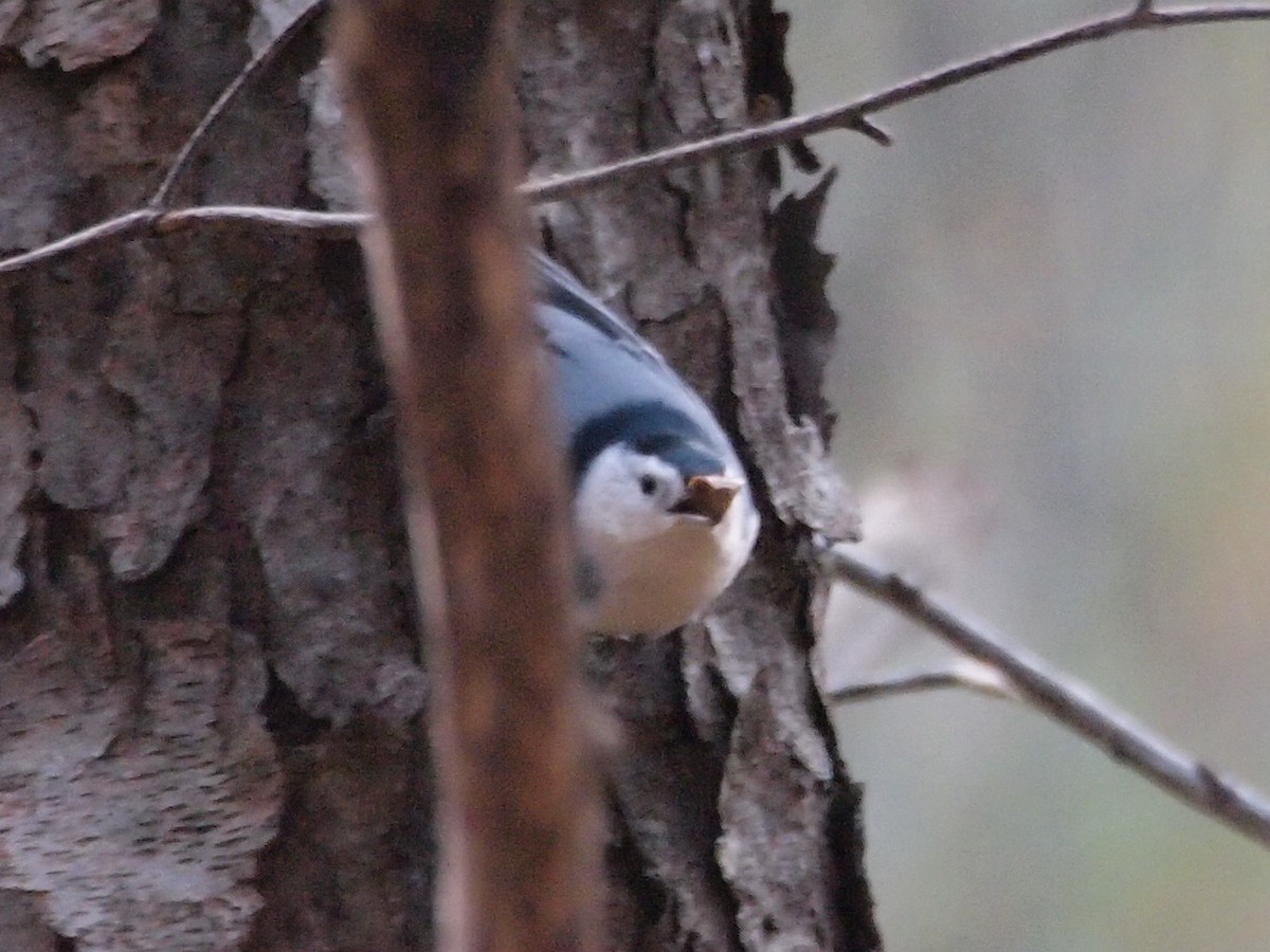 White-breasted Nuthatch - ML71670181