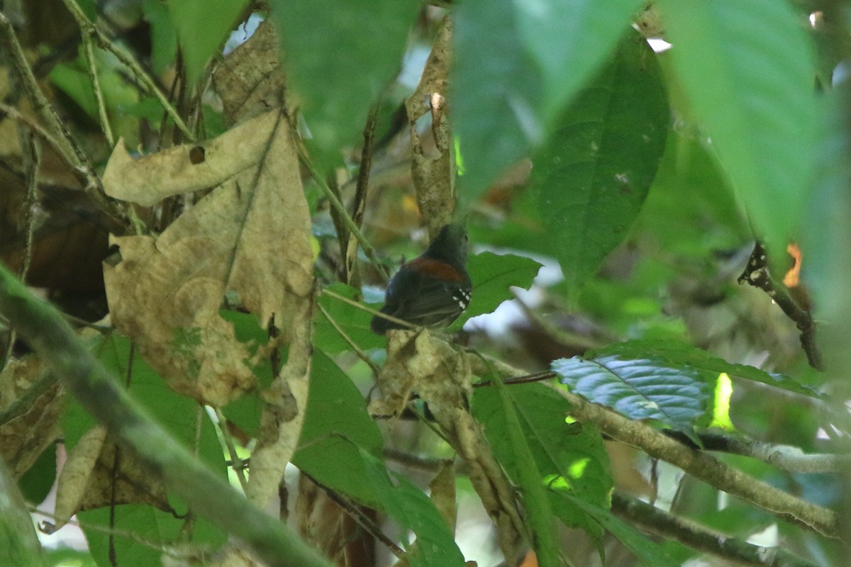 Ornate Stipplethroat - ML71670771