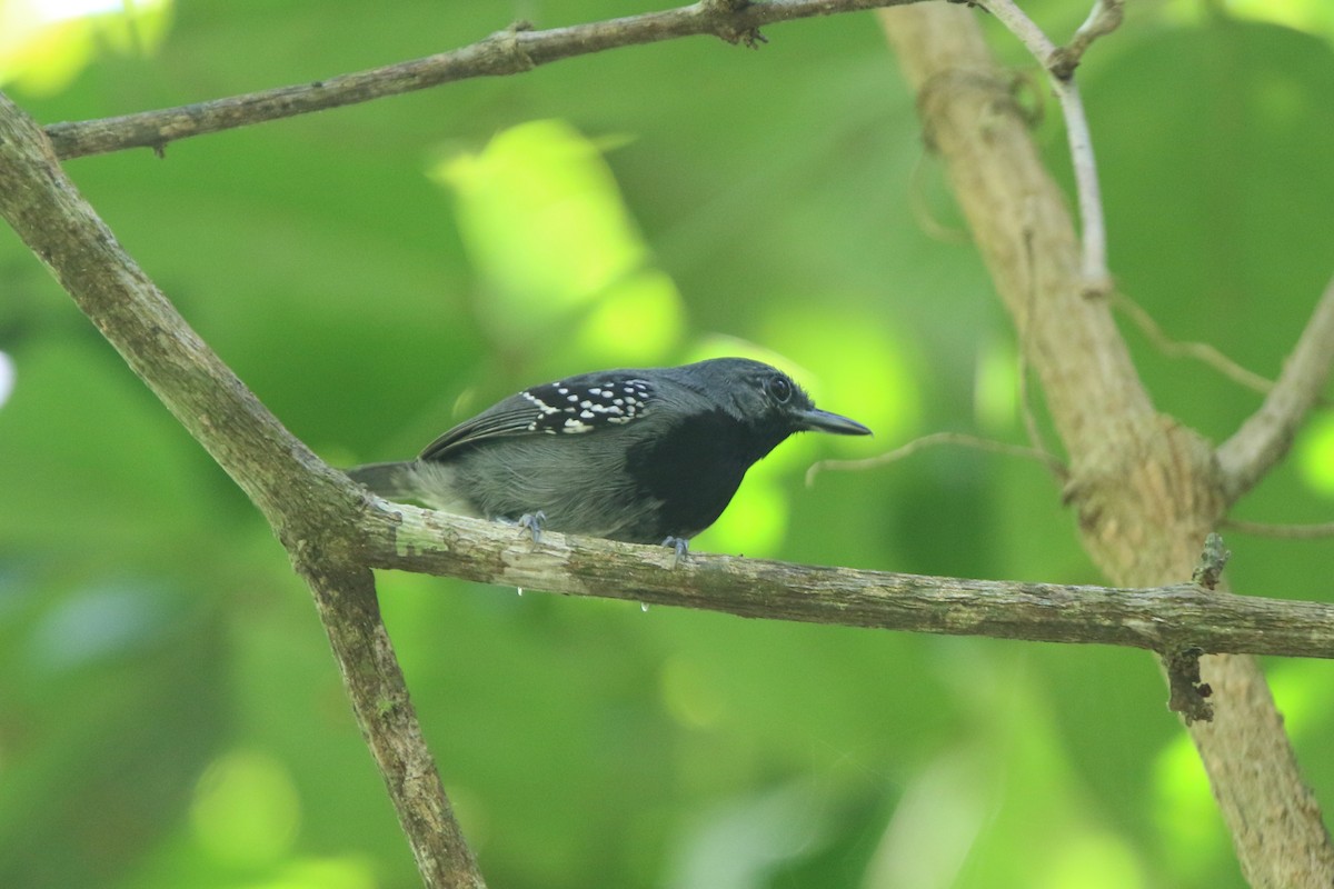 Ihering's Antwren - Ian Thompson