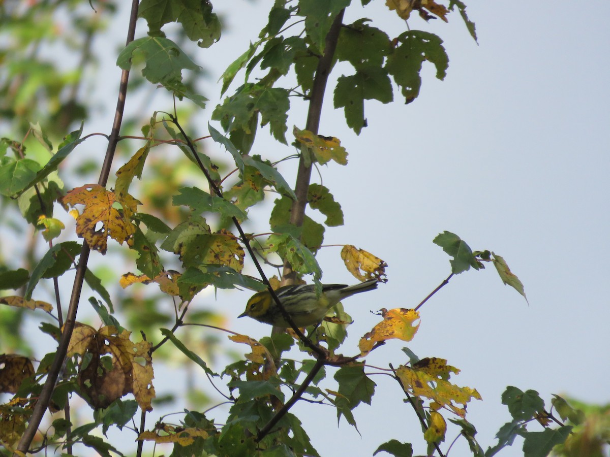 Black-throated Green Warbler - Elizabeth Vacchino