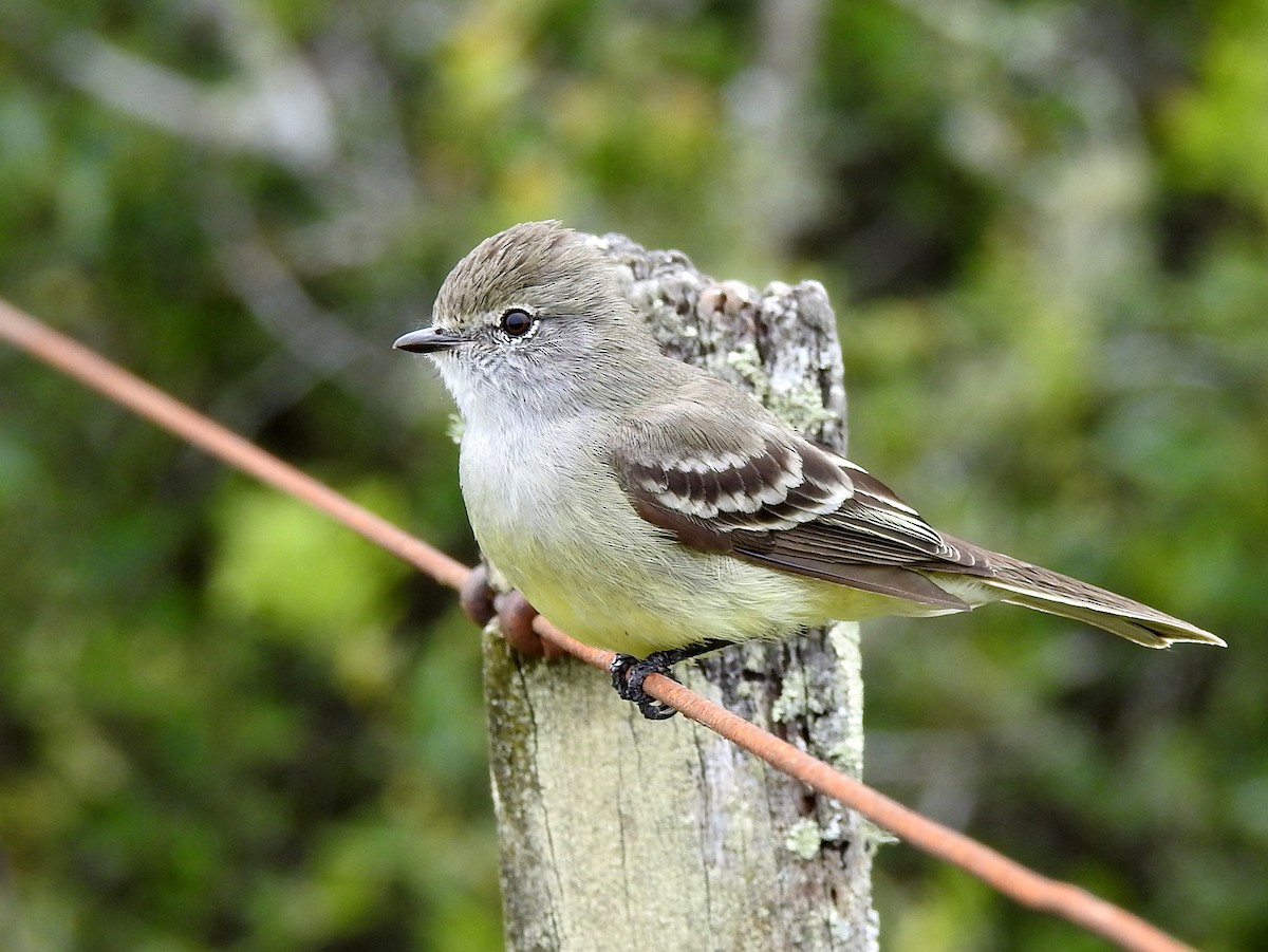 Southern Scrub-Flycatcher - ML71671571